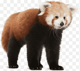 Red panda Giant panda Bear Cat, bear, mammal, animals png thumbnail