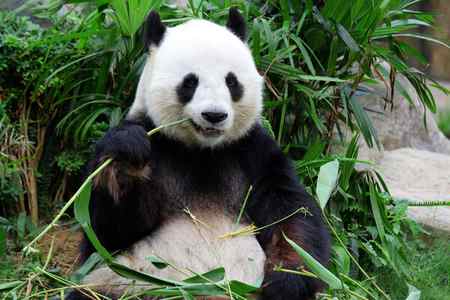 Гигантская панда, поедающая бамбук — стоковое фото