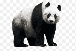 The Giant Panda Red panda Bear, red panda, mammal, animals png thumbnail