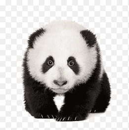 Giant panda Red panda Bear graphy Cuteness, A panda, animals, carnivoran png thumbnail