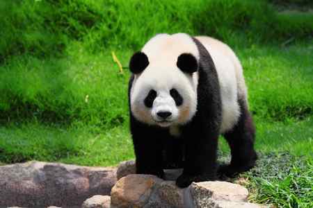 Смешная панда — стоковое фото