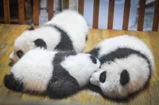 pandas pandabears