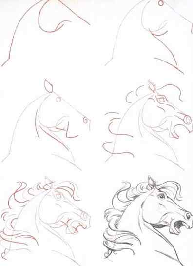 How to Draw a Horse Head Step by Step Realistic