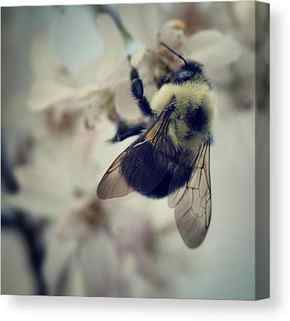 Bumble Bee Canvas Prints
