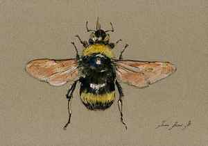 Bumble Bee Art Prints