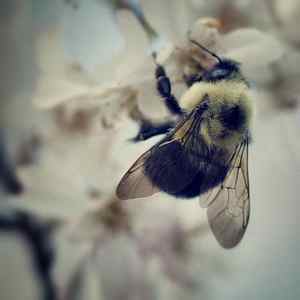 Bumble Bee Art