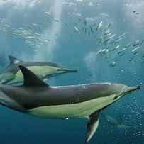 Long-beaked Common Dolphin (delphinus by Pete Oxford