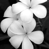 Three Plumeria Flowers in Black and White by Sabrina L Ryan