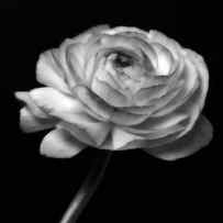 A Black And White Rose Flower Photo Image Art Print Shop Online Photography Art-Work by Nadja Drieling - Flower- Garden and Nature Photography - Art Shop
