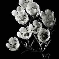 Wax Flowers in Black and White by Endre Balogh