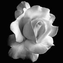 Porcelain Rose Flower Black and White by Jennie Marie Schell