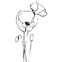 Line drawing poppies by Sophia Rodionov