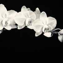 White Orchids Monochrome by Adam Romanowicz