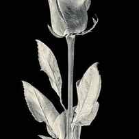 Silver Rose by Adam Romanowicz