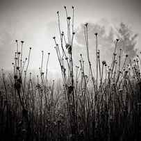 Meadow Plants 1 by Louis Wallach