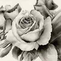 Rose Bouquet by Hailey E Herrera