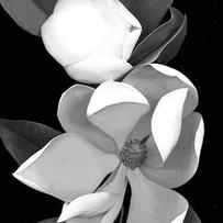 White Magnolia B-w by Susan S. Barmon