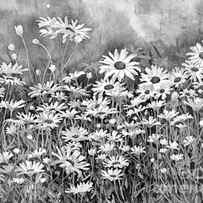 Dreaming Daisies in Black and White by Hailey E Herrera