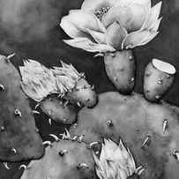 Desert Bloom in Black and White by Hailey E Herrera