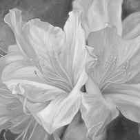 Fleurs Blanches - Black and White by Lucie Bilodeau
