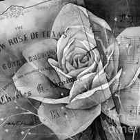 Yellow Rose of Texas in Black and White by Hailey E Herrera