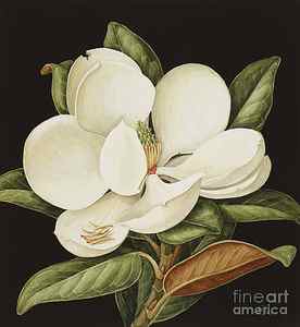 Wall Art - Painting - Magnolia Grandiflora by Jenny Barron