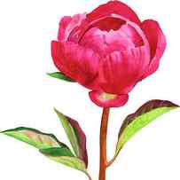 Red Peony with Leaves by Sharon Freeman