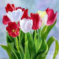Red and White Tulip Bouquet by Sharon Freeman