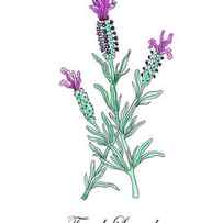 Botanical Watercolor Of Lavender Flower by Irina Sztukowski
