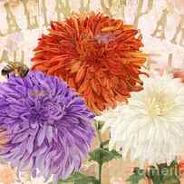 Autumn Chrysanthemums by Mindy Sommers