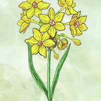 Watercolor Botanical Watercolor Miniature Daffodil by Irina Sztukowski