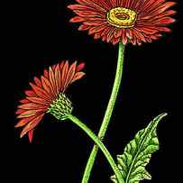 Gerbera Daisy Flowers Watercolour by Irina Sztukowski
