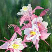 Pink Columbine Blossoms by Sharon Freeman