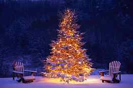 Winter Wonderland: snowy winter scenes & Christmas trees., winter wonderland christmas scenes HD wallpaper
