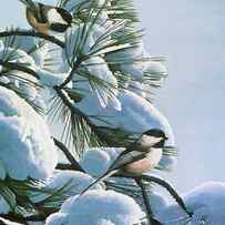 Snow On The Pine - Chickadees by Ron Parker