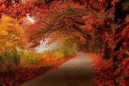Autumn Splendor, forest, fall, autumn, woods, trees, leaves, gic, splendor, autumn colors, peaceful, nature, road, autumnleaves, HD wallpaper