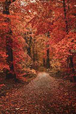 autumn, forest, path, foliage, trees, autumn colors, HD phone wallpaper