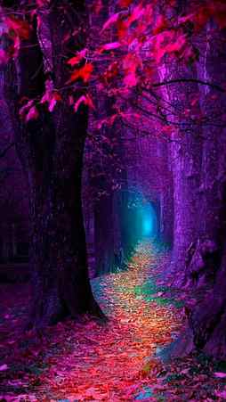 Fall, autumn, blue, leaves, light, pink, purple, season, tree, HD phone wallpaper