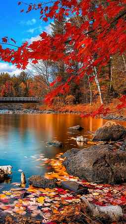 Fall, autumn, bonito, red, nature, beauty, landscapes, scenery, HD phone wallpaper