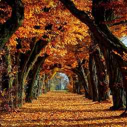 Fall Background, autumn, halloween leaves, orange, season, trees, HD phone wallpaper