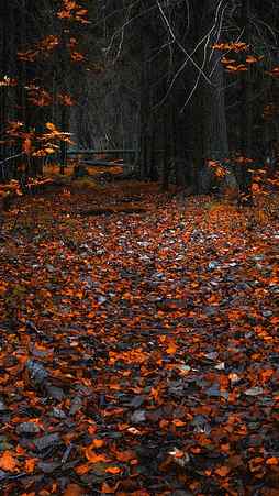 Autumn , forest, leaves, fall, foliage, dark, background, HD phone wallpaper