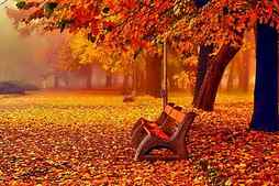 November leaves, rest, colorful, fall, autumn, november, bench, bonito, park, foliage, tree, leaves, walk, HD wallpaper