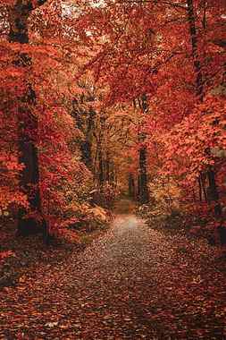 forest, colorful leaves, fall, path, autumn, Nature, HD phone wallpaper