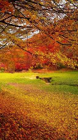 Autumn tree , fall, foliage, nature, colorful, HD phone wallpaper