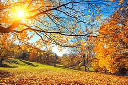 Sunny autumn landscape, countryside, fall, autumn, sunny, branches, sky, landscape, foliage, bonito, HD wallpaper