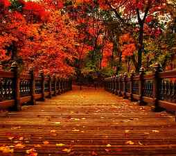 Autumn, bridge, falls, leaves, trees, HD wallpaper