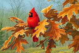 Cardinal on autumn branch, red, pretty, forest, fall, autumn, lovely, falling, bonito, trees, branch, foliage, leaves, nice, bird, painting, cardinal, HD wallpaper