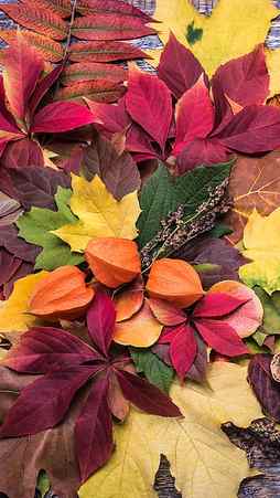 leaves, fall, autumn, scenes, nature, fall nature, fall scenes, colorful, HD phone wallpaper