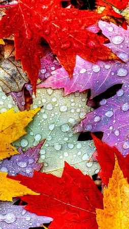 Colorful leaves , autumn, foliage, fall, dew drops, HD phone wallpaper