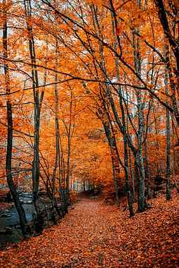 autumn, path, forest, trees, fall, Nature, HD phone wallpaper